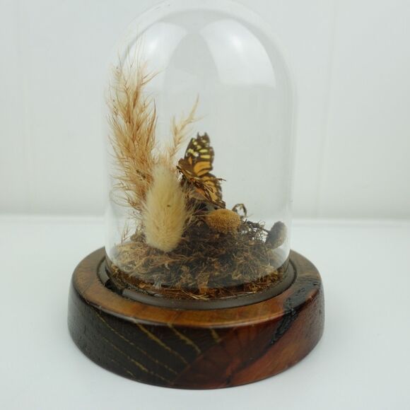 Monarch Butterfly Under Glass Dome Mounted on a Wood Base - Picture 4 of 8